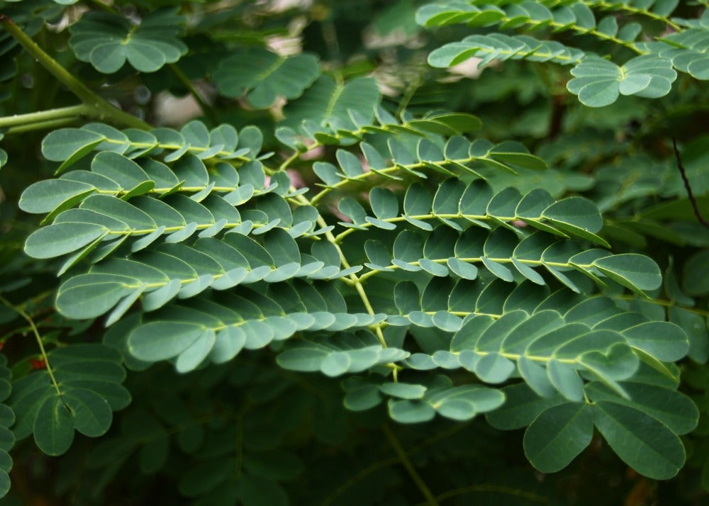  Orgueil De Chine - 10 Graines - Caesalpinia Pulcherrima