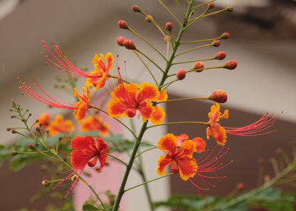  Orgueil De Chine - 10 Graines - Caesalpinia Pulcherrima