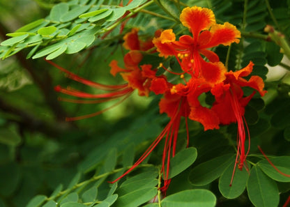  Orgueil De Chine - 10 Graines - Caesalpinia Pulcherrima