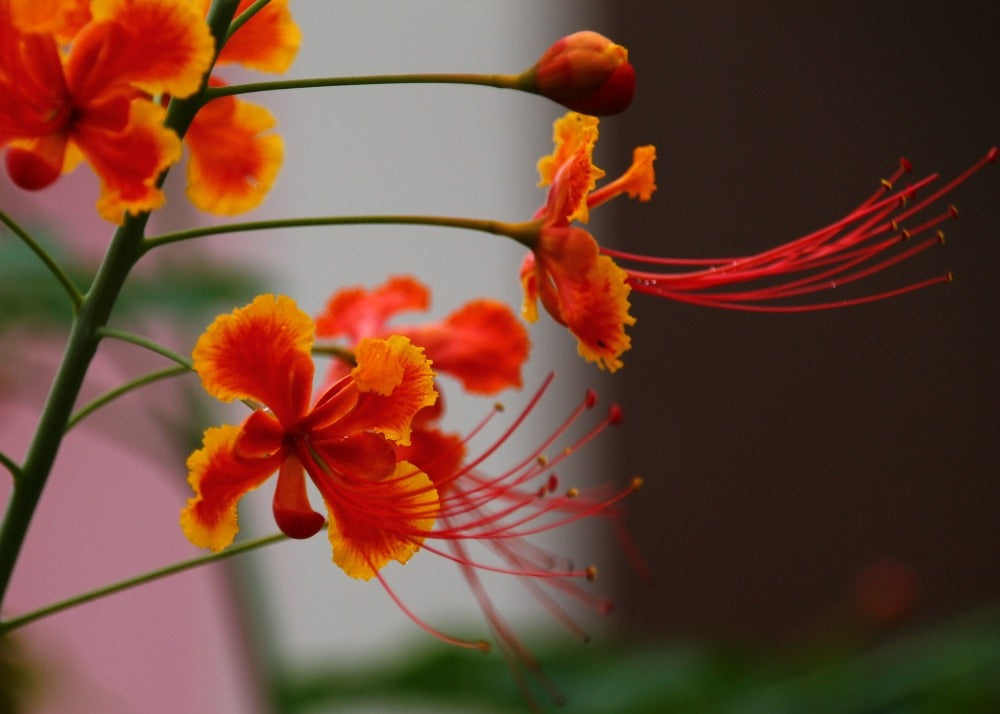  Orgueil De Chine - 10 Graines - Caesalpinia Pulcherrima