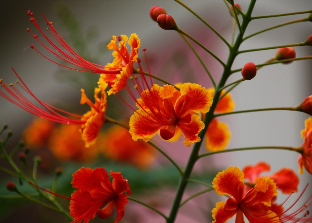  Orgueil De Chine - 10 Graines - Caesalpinia Pulcherrima