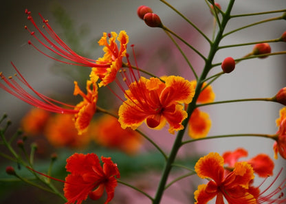  Orgueil De Chine - 10 Graines - Caesalpinia Pulcherrima