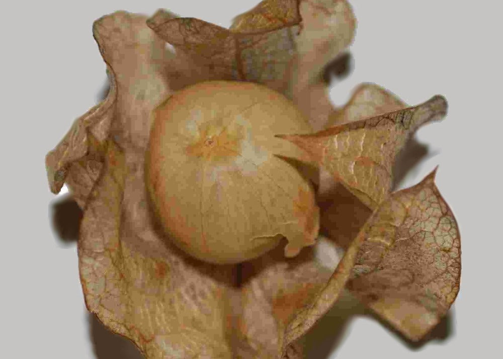  Pomme Du Pérou - 100 Graines - Nicandra Physaloides