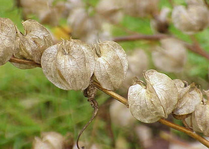  Pomme Du Pérou - 100 Graines - Nicandra Physaloides