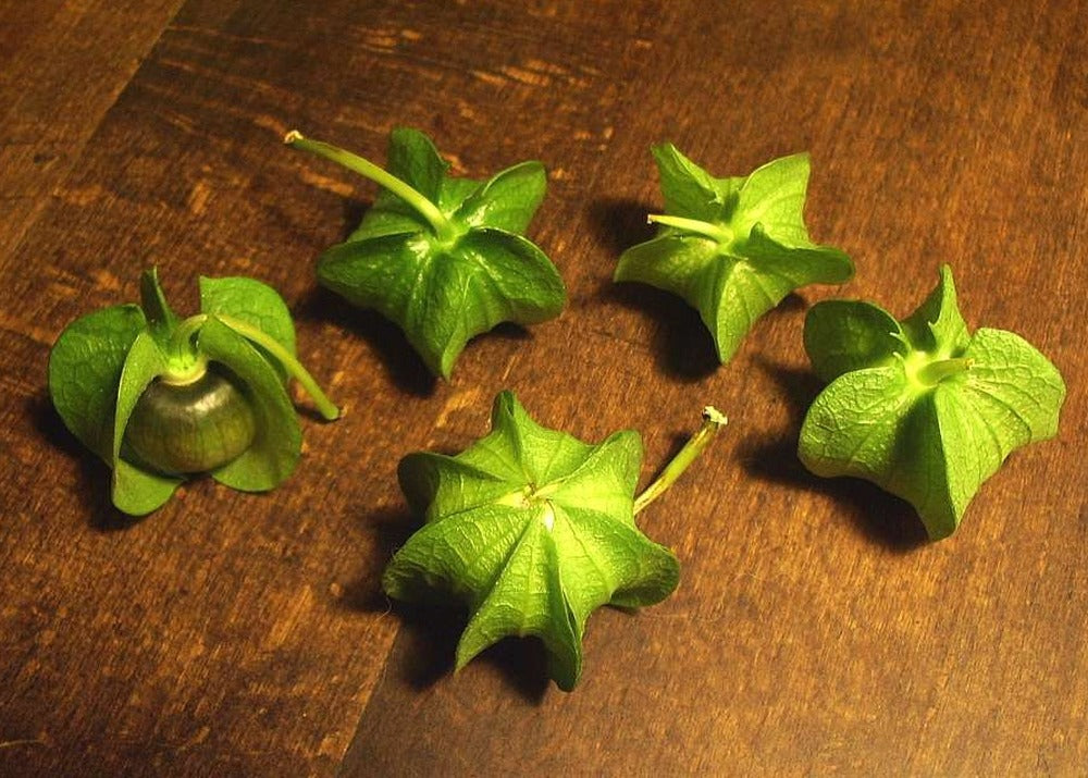  Pomme Du Pérou - 100 Graines - Nicandra Physaloides