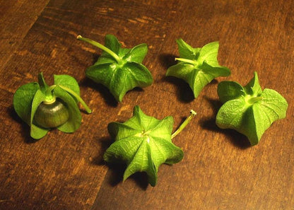  Pomme Du Pérou - 100 Graines - Nicandra Physaloides