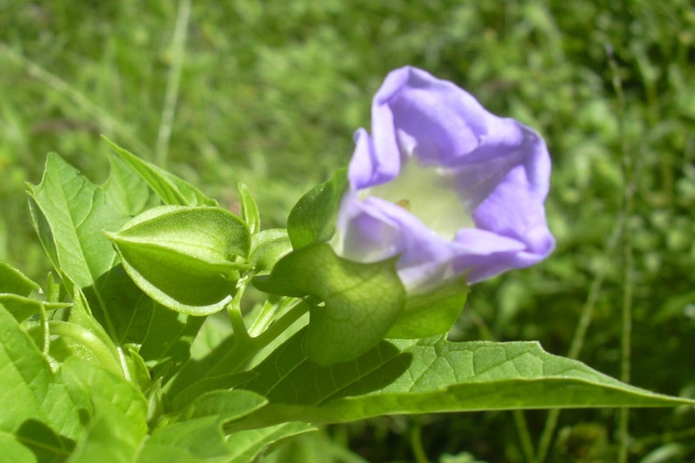  Pomme Du Pérou - 100 Graines - Nicandra Physaloides