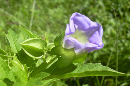  Pomme Du Pérou - 100 Graines - Nicandra Physaloides