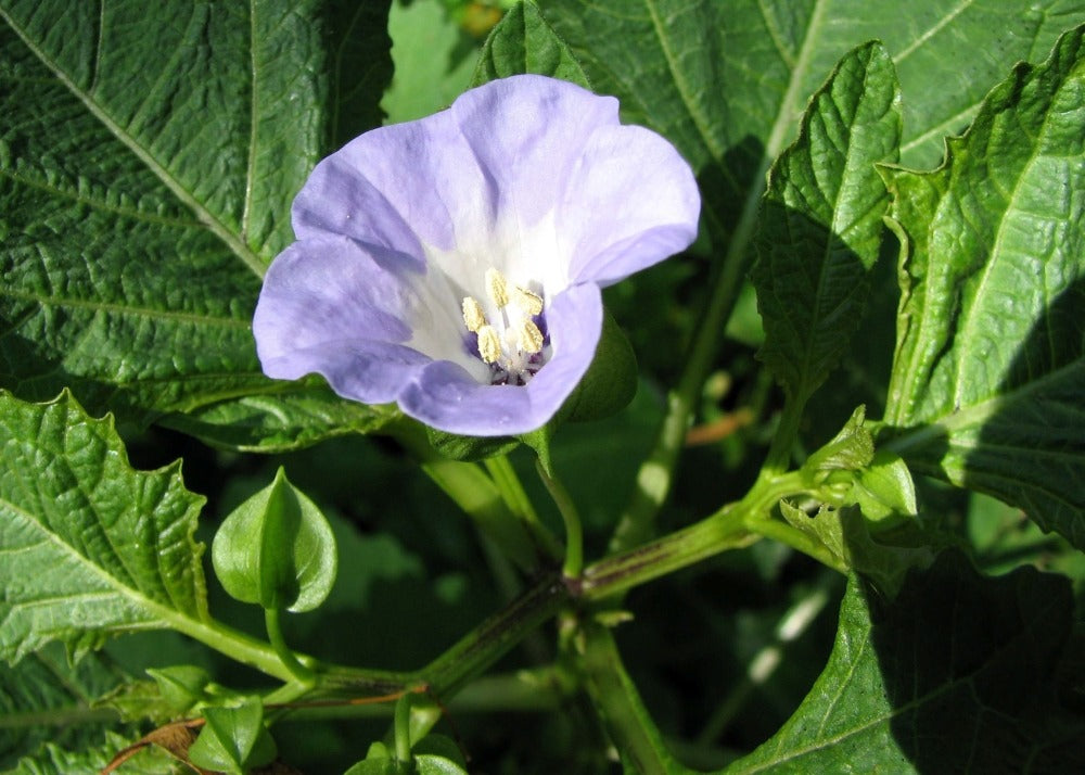  Pomme Du Pérou - 100 Graines - Nicandra Physaloides
