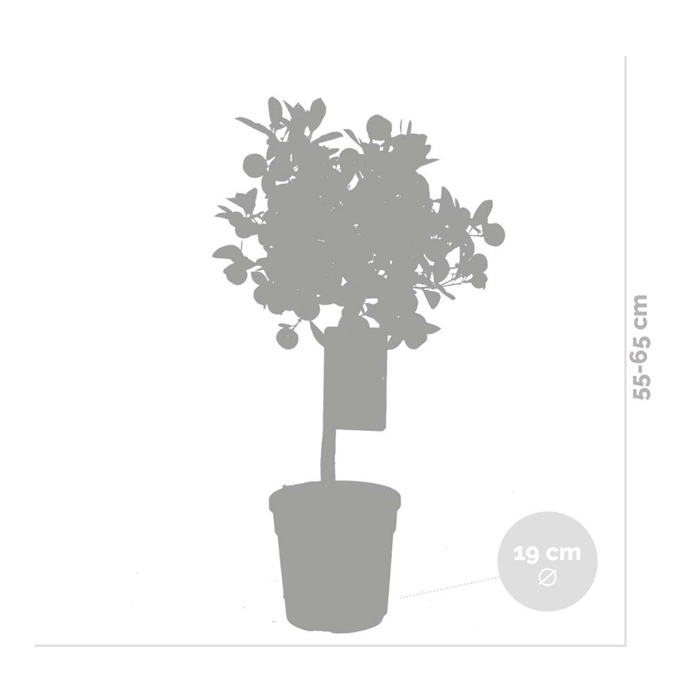  Citrus Calamondin - Oranger D’intérieur - Agrume - Arbre Fruitier - Hauteur 50-70 Cm - Pot 19 Cm