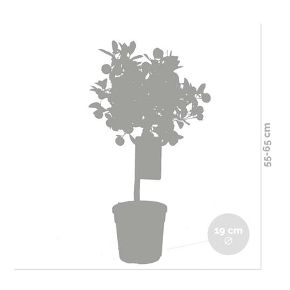 Citrus Calamondin - Oranger D’intérieur - Agrume - Arbre Fruitier - Hauteur 50-70 Cm - Pot 19 Cm