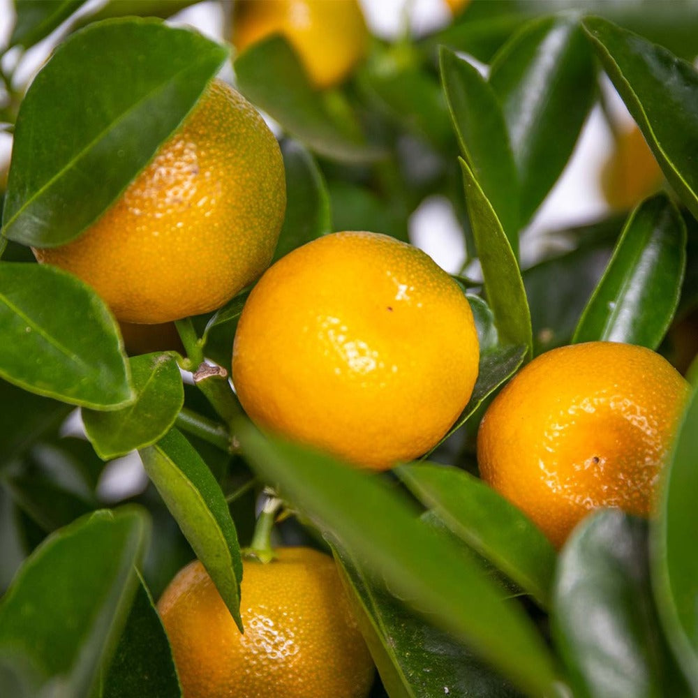  Citrus Calamondin - Oranger D’intérieur - Agrume - Arbre Fruitier - Hauteur 50-70 Cm - Pot 19 Cm