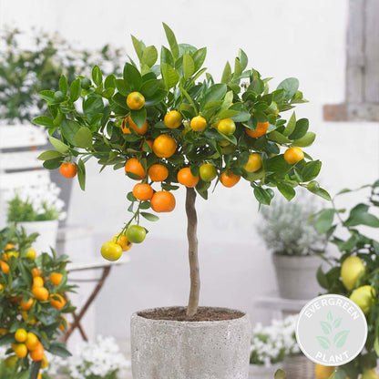  Citrus Calamondin - Oranger D’intérieur - Agrume - Arbre Fruitier - Hauteur 50-70 Cm - Pot 19 Cm