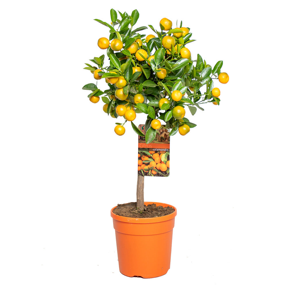  Citrus Calamondin - Oranger D’intérieur - Agrume - Arbre Fruitier - Hauteur 50-70 Cm - Pot 19 Cm