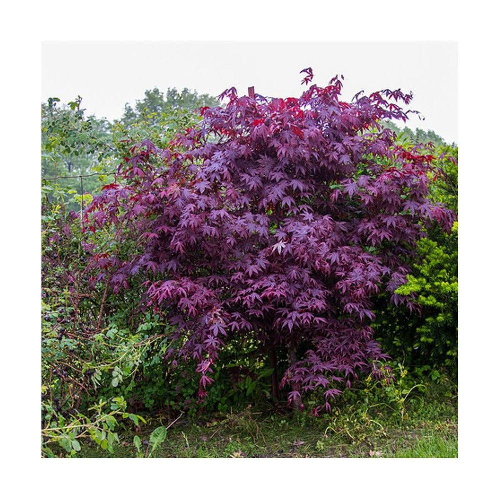  Érable Palmé Palmatum Bloodgood/pot De 4l - 60/120 Cm
