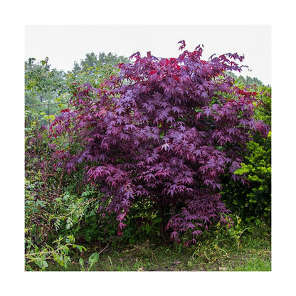  Érable Palmé Palmatum Bloodgood/pot De 4l - 60/120 Cm