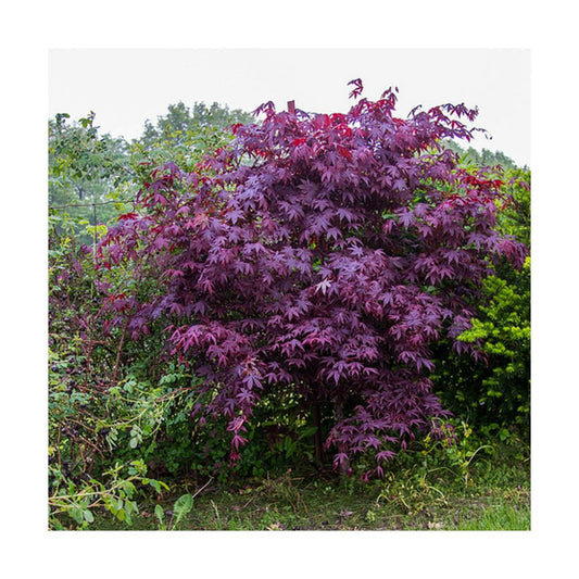  Érable Palmé Palmatum Bloodgood/pot De 4l - 60/120 Cm