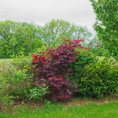  Érable Palmé Palmatum Bloodgood/pot De 4l - 60/120 Cm