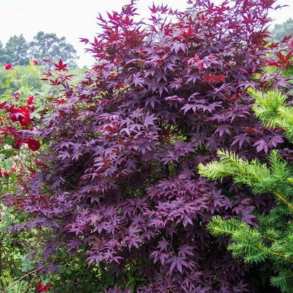  Érable Palmé Palmatum Bloodgood/pot De 4l - 60/120 Cm