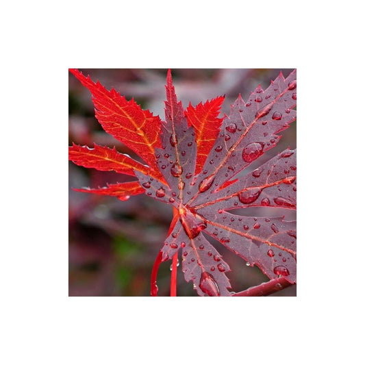  Érable Palmé Palmatum Bloodgood/pot De 4l - 60/120 Cm
