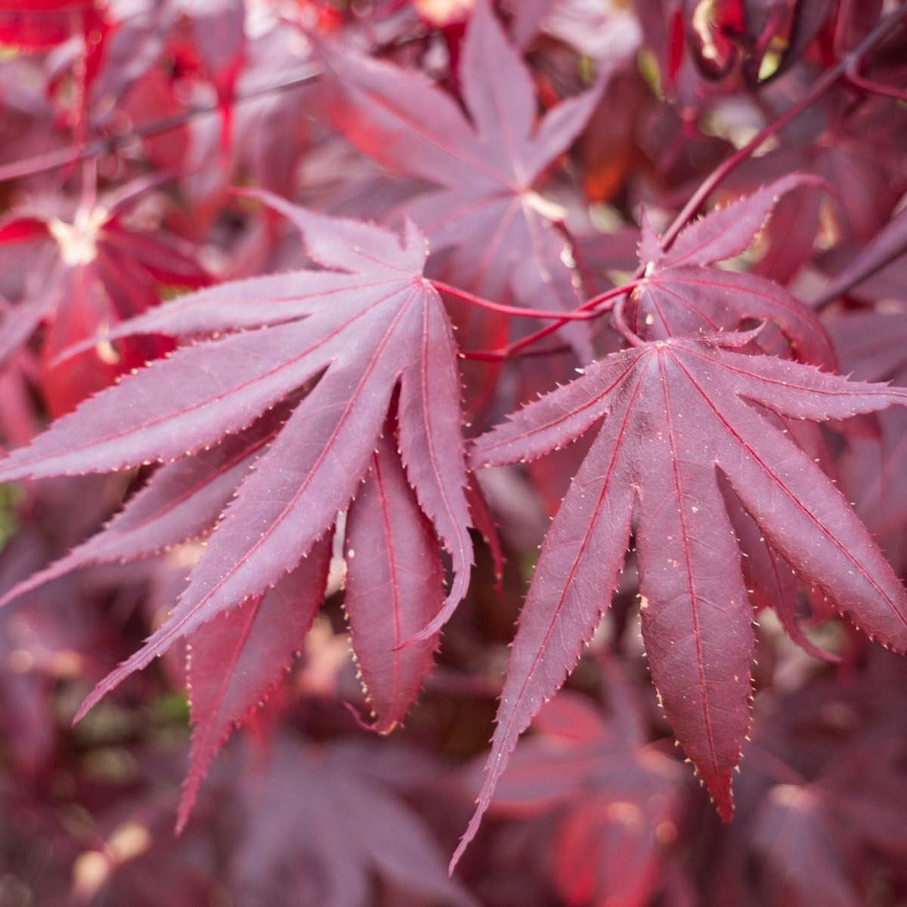  Érable Palmé Palmatum Bloodgood/pot De 4l - 60/120 Cm