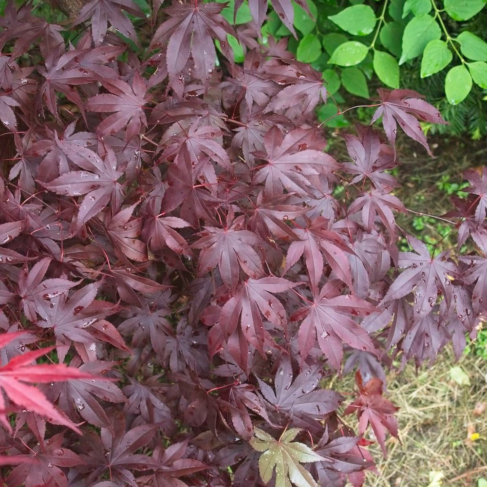  Érable Palmé Palmatum Bloodgood/pot De 4l - 60/120 Cm