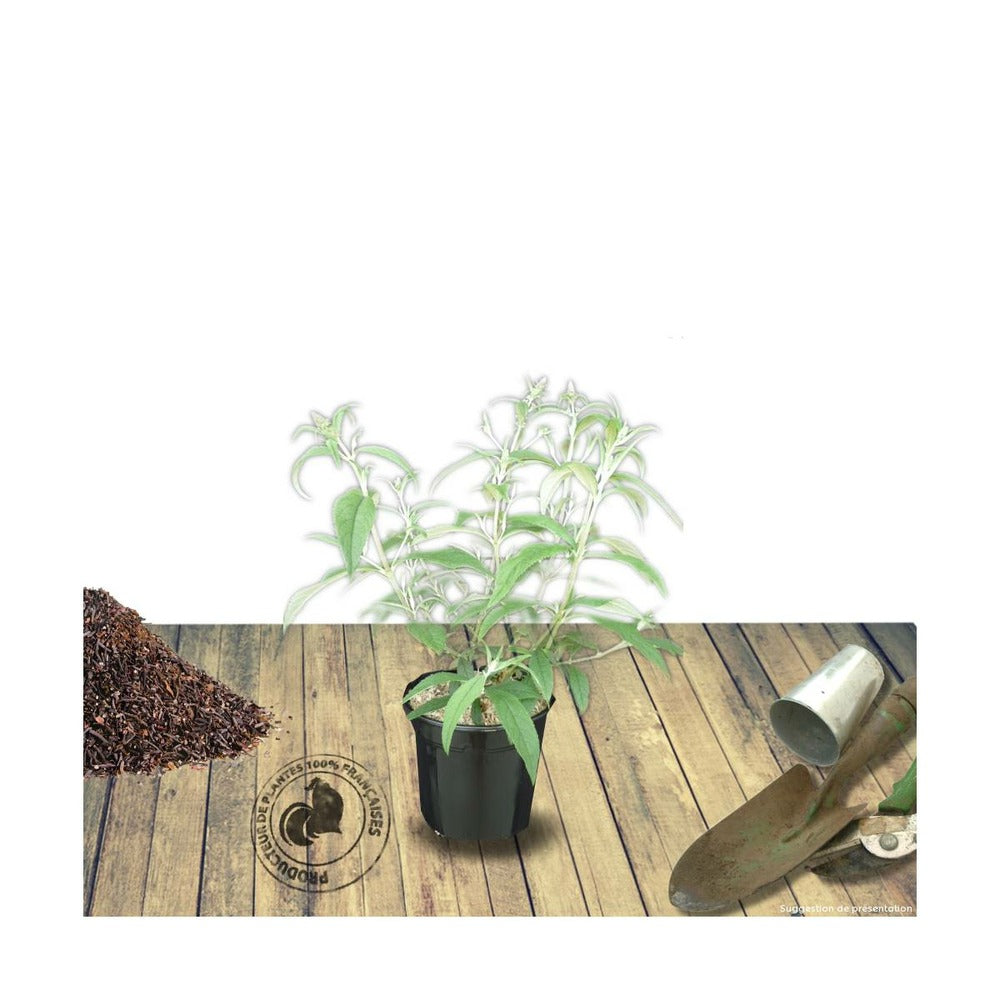  Arbre Aux Papillons Davidii White Profusion/pot De 3l - 20/40 Cm