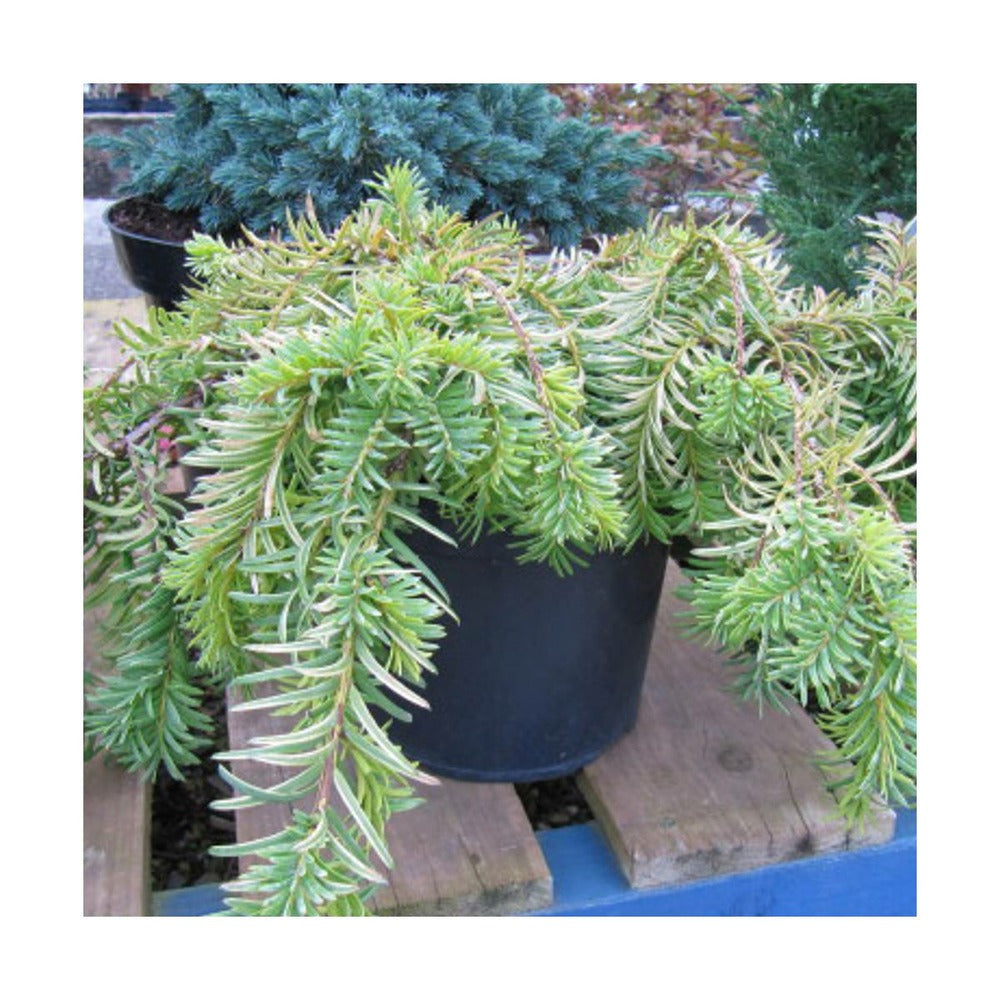  If Commun Baccata Repandens Aurea/godet - 5/20 Cm