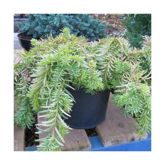  If Commun Baccata Repandens Aurea/godet - 5/20 Cm