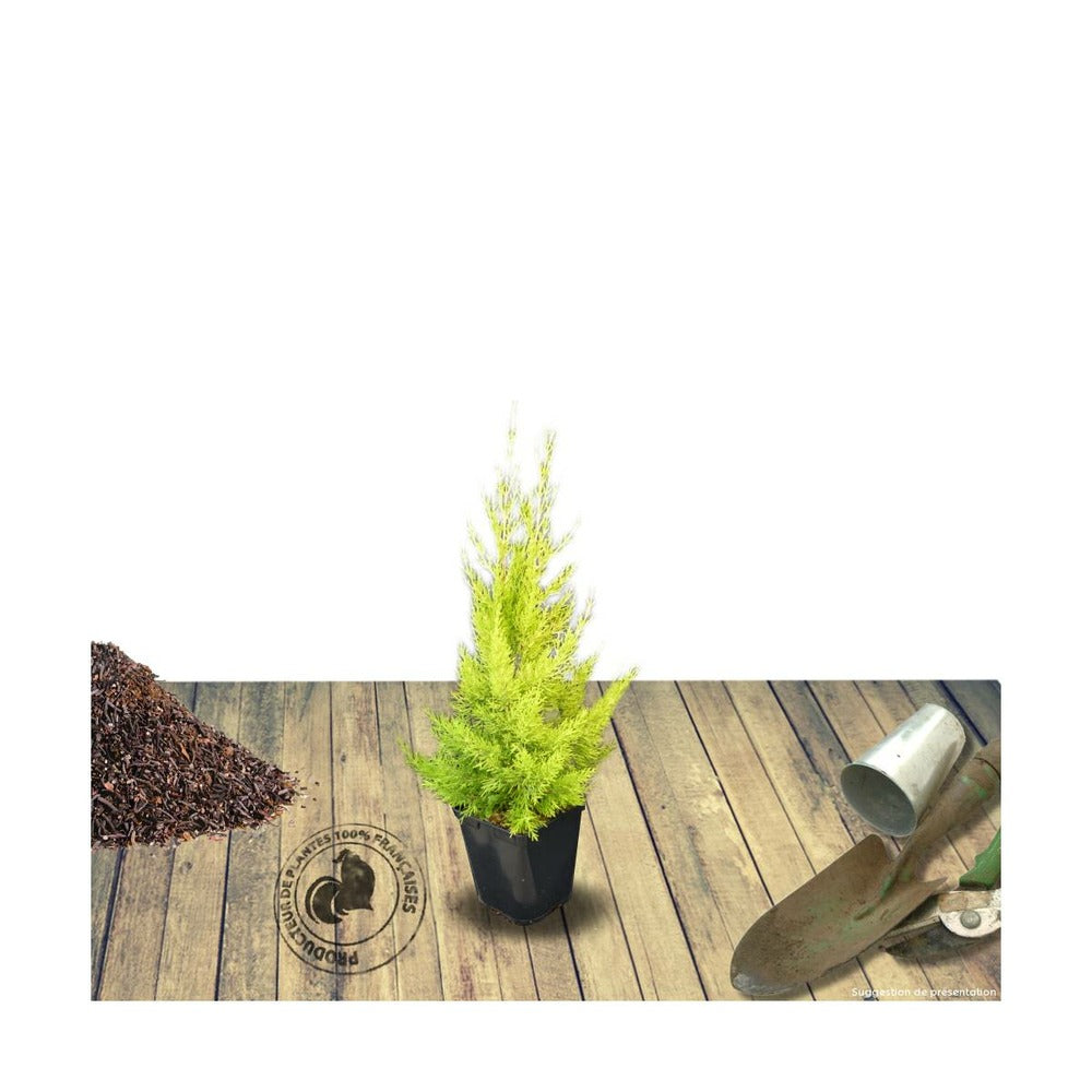  Cyprès De Lambert, Cyprès De Monterey Macrocarpa Goldcrest/pot De 3l - 40/60 Cm