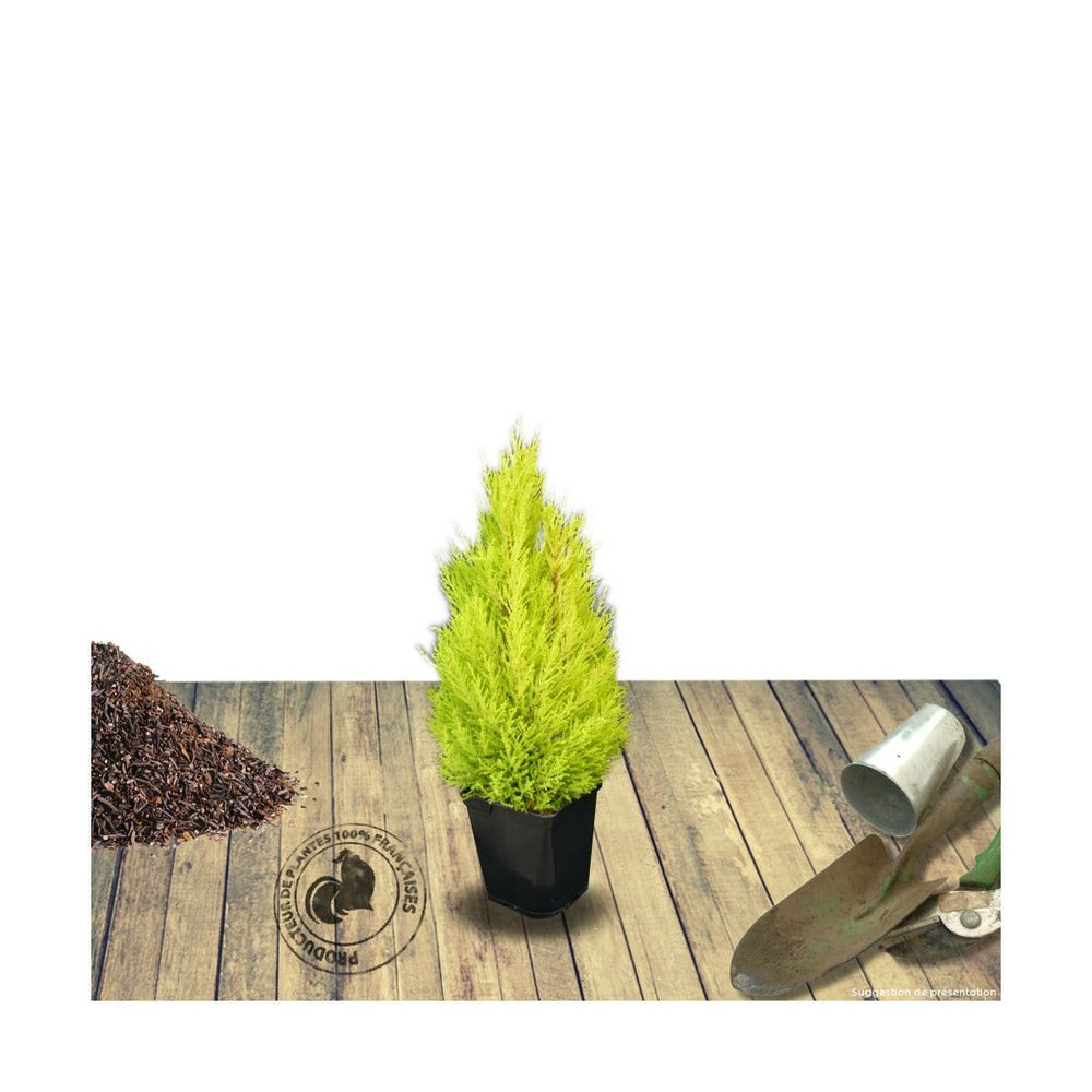  Cyprès De Lambert, Cyprès De Monterey Macrocarpa Wilma/pot De 3l - 40/60 Cm