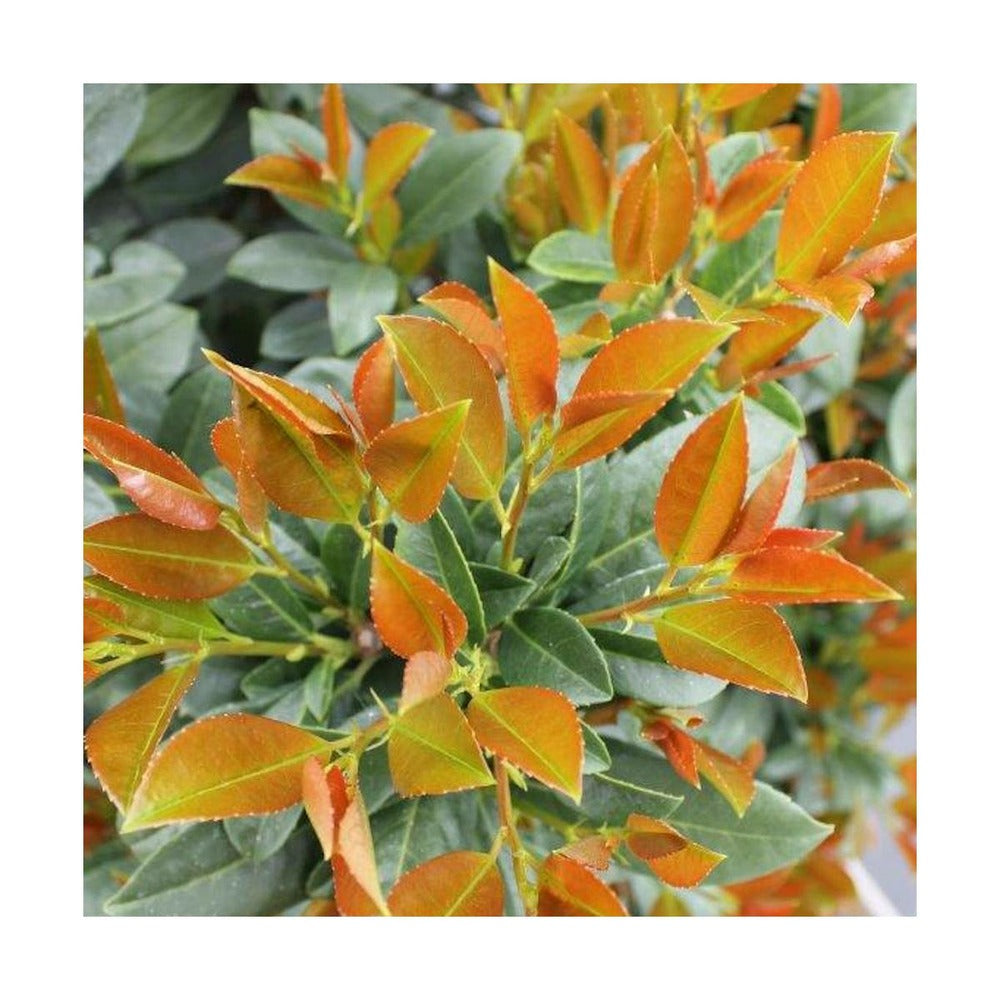  Laurier Palme Laurocerasus Bonaparte® 'flippi01'/pot De 3l - 20/40 Cm