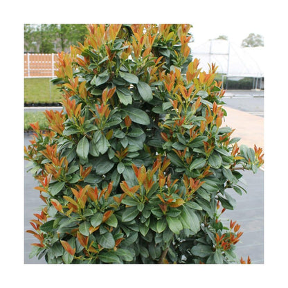  Laurier Palme Laurocerasus Bonaparte® 'flippi01'/pot De 3l - 20/40 Cm