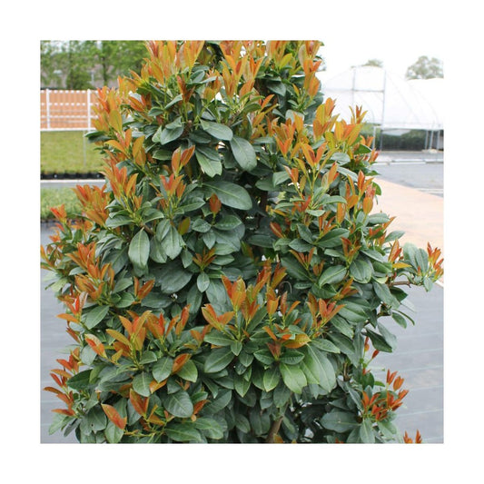  Laurier Palme Laurocerasus Bonaparte® 'flippi01'/pot De 3l - 20/40 Cm