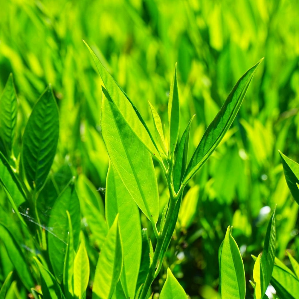 Laurier Palme Laurocerasus Novita/pot De 7,5l - 80/100 Cm
