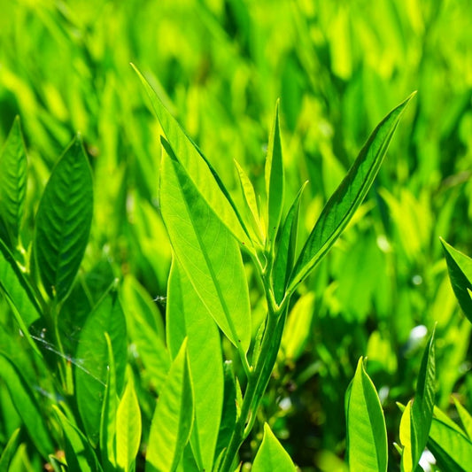  Laurier Palme Laurocerasus Novita/pot De 7,5l - 80/100 Cm