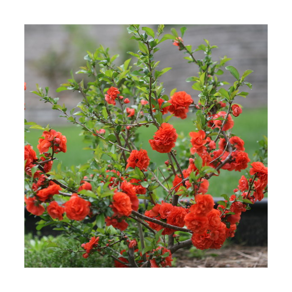  Cognassier Du Japon Mango Storm® 'mincha01'/pot De 3l - 20/40 Cm