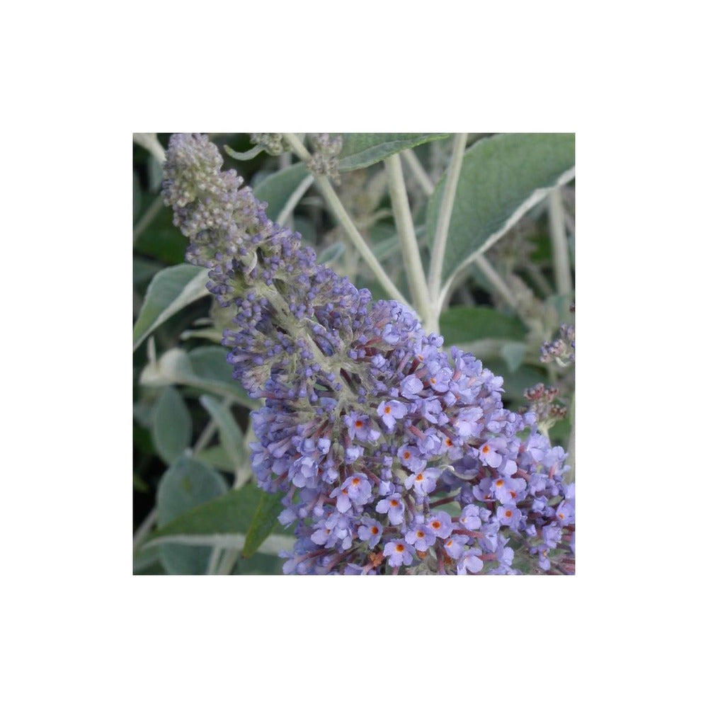  Arbre Aux Papillons Davidii Lochinch/godet - 5/20 Cm