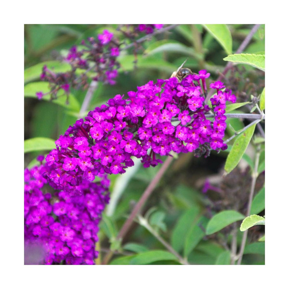  Arbre Aux Papillons Davidii Royal Red/pot De 4l - 40/60 Cm