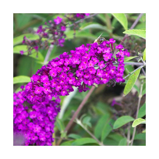  Arbre Aux Papillons Davidii Royal Red/pot De 4l - 40/60 Cm