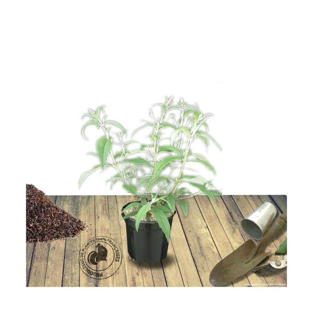  Arbre Aux Papillons Davidii Nanho Purple/pot De 4l - 40/60 Cm