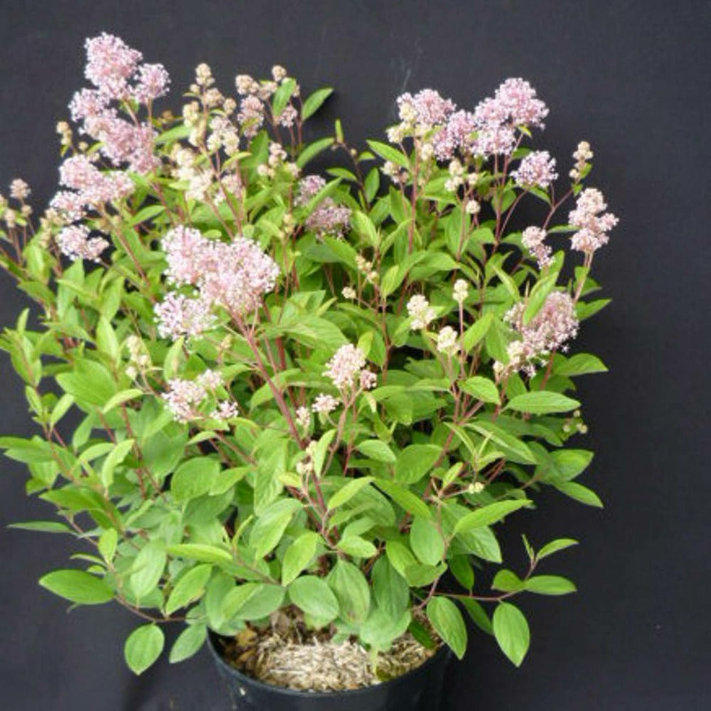 Ceanothe Pallidus Perle Rose/pot De 3 L - 40/50 Cm
