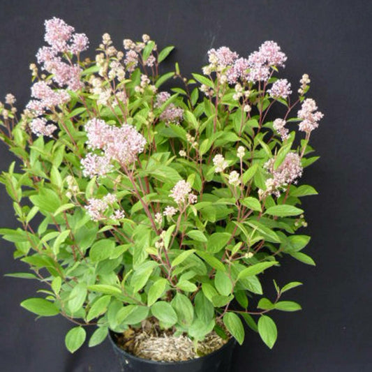  Ceanothe Pallidus Perle Rose/pot De 3 L - 40/50 Cm