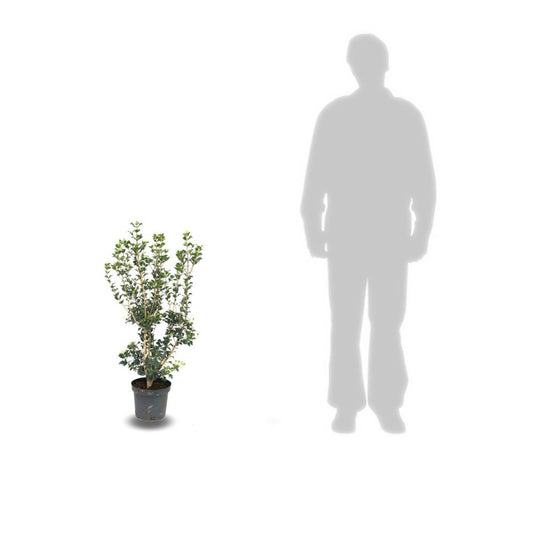  Osmanthe X Burkwoodii/pot De 7,5l - 60/80 Cm