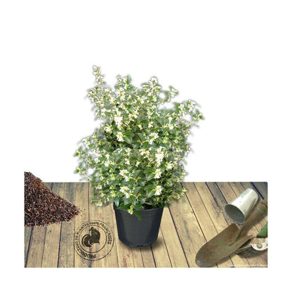  Osmanthe X Burkwoodii/pot De 7,5l - 60/80 Cm