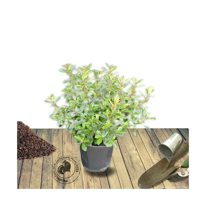  Escallonia X Donard Radiance/pot De 7,5l - 60/80 Cm