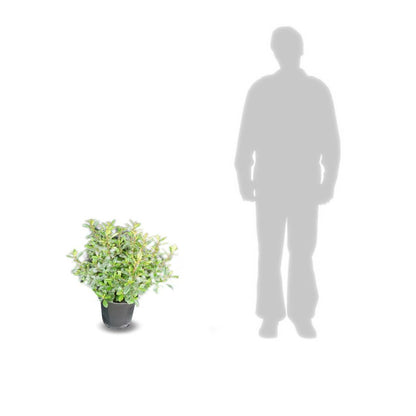  Escallonia X Donard Radiance/pot De 7,5l - 60/80 Cm