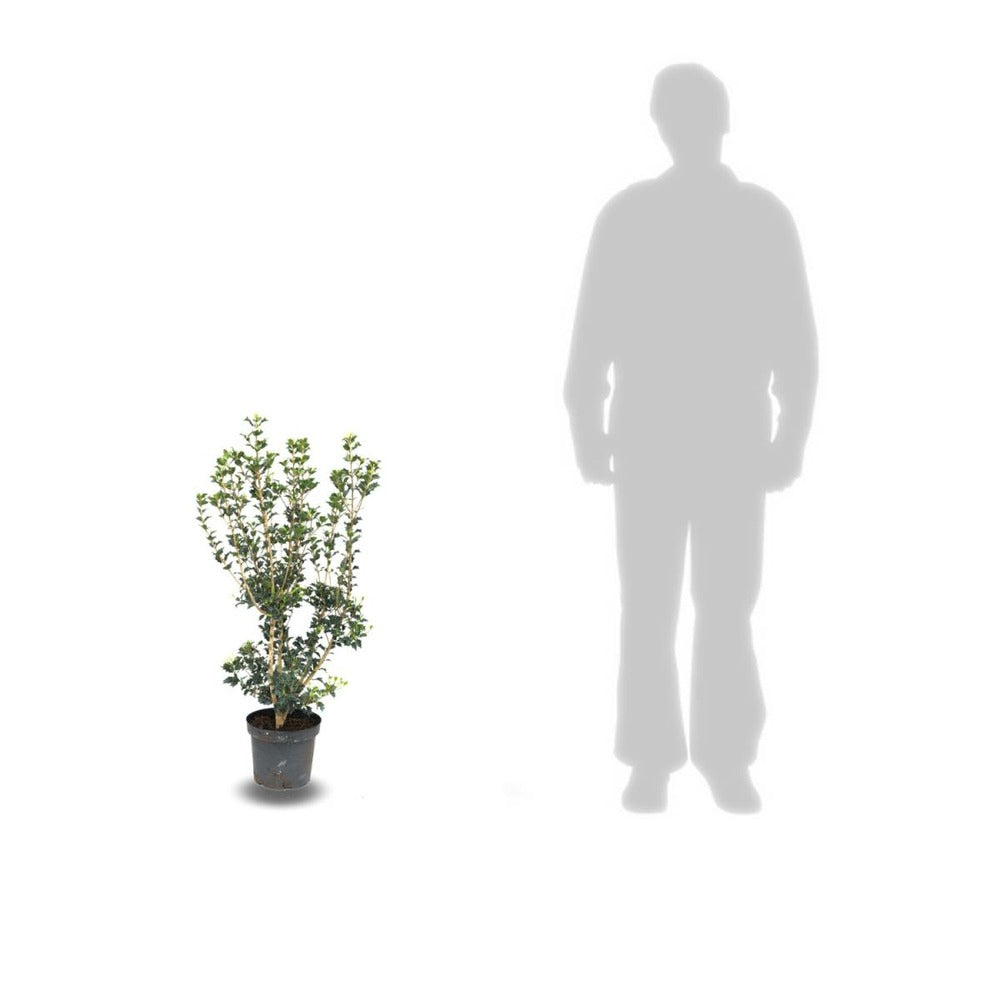  Osmanthe Heterophyllus/pot De 7,5l - 60/80 Cm