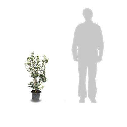  Osmanthe Heterophyllus/pot De 7,5l - 60/80 Cm