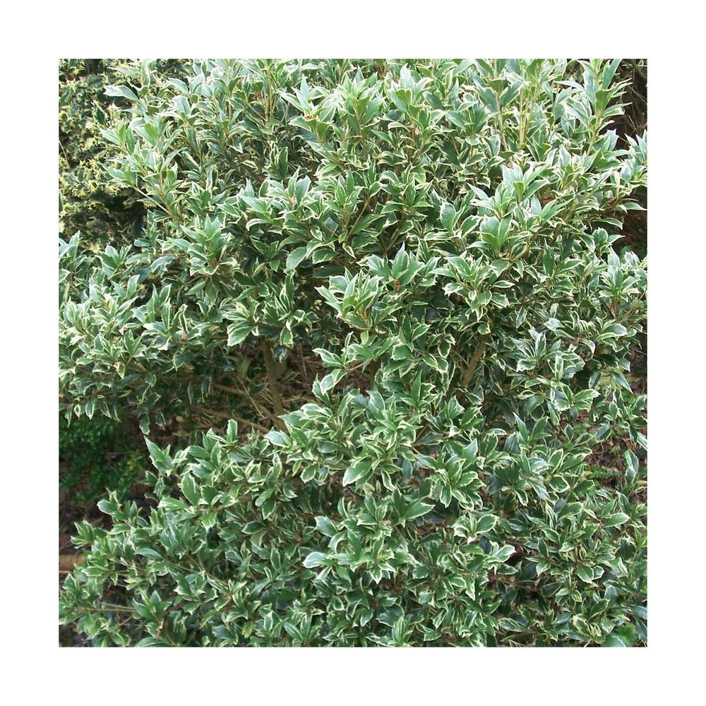  Osmanthe Heterophyllus Variegatus/pot De 3l - 20/40 Cm